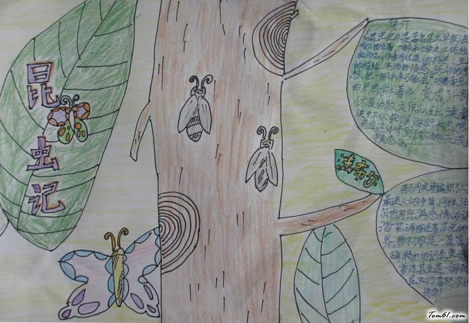 昆虫记手抄报图2图片1