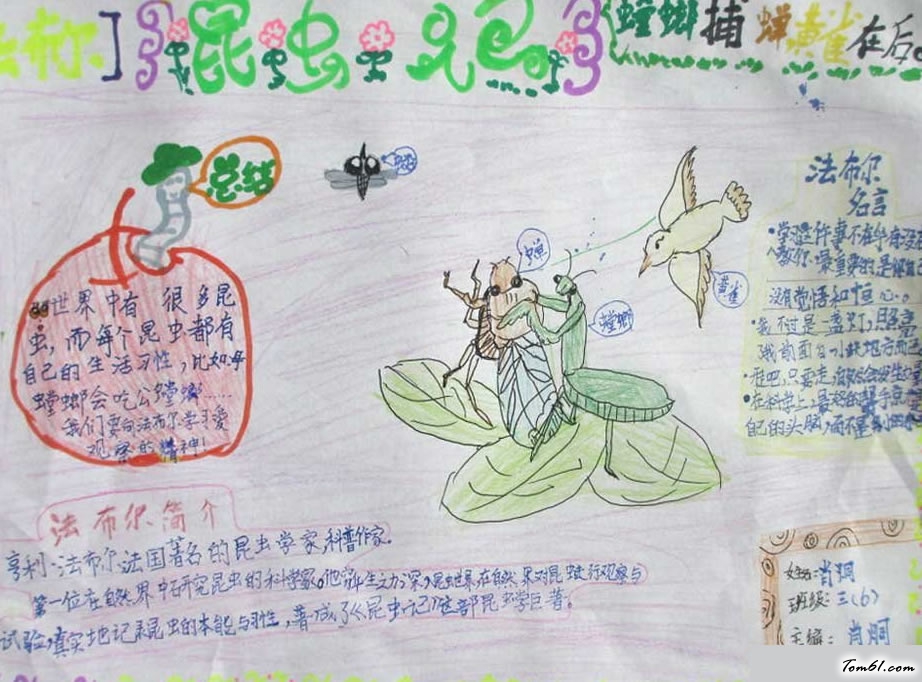 昆虫记手抄报图片1