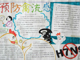 预防禽流感手抄报版面设计图2