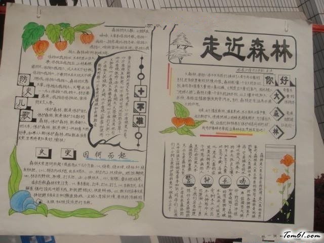 保护森林手抄报版面设计图