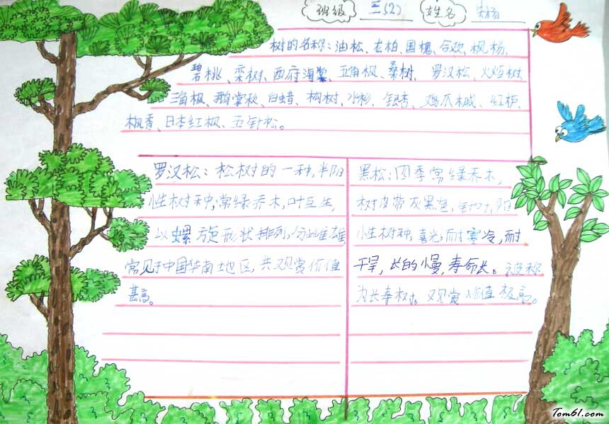 绿色植物手抄报版面设计图3