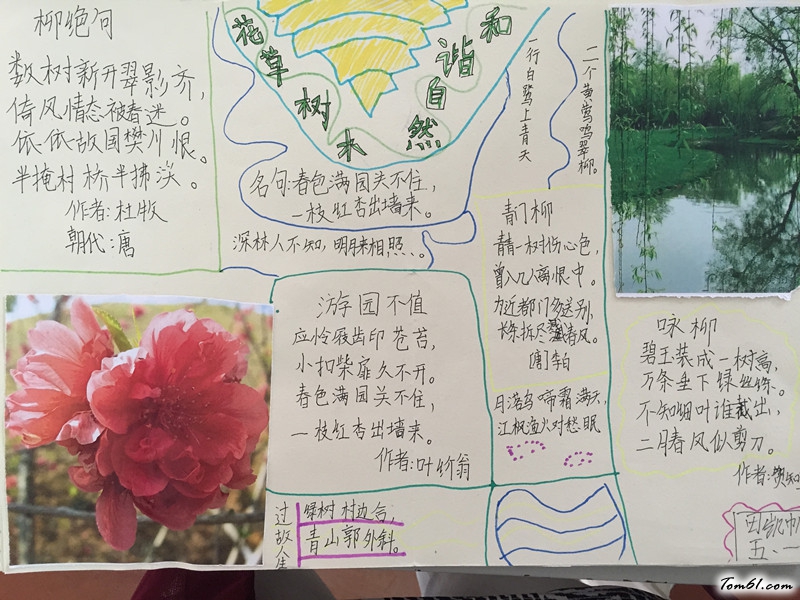 保护花草手抄报版面设计图3