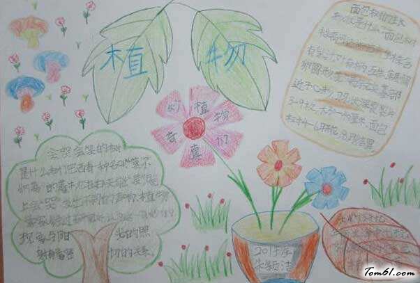 植物的手抄报版面设计图2