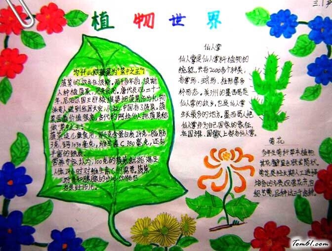 植物的手抄报版面设计图5