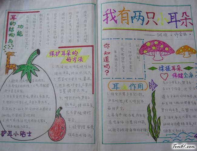 耳朵健康手抄报版面设计图3