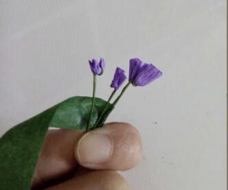  图解-蓝色的薰衣草图片5