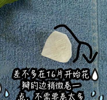 白色的玫瑰花 折纸玫瑰花步骤图解图片4