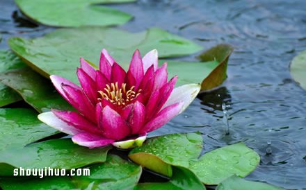 手工折纸莲花图解 折纸莲花的折法教程图片11