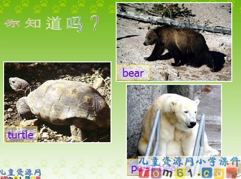 We_love_animals课件2