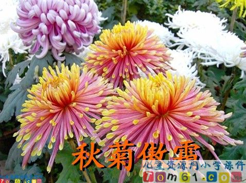 秋天的图画课件1