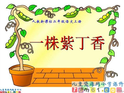 一株紫丁香课件7