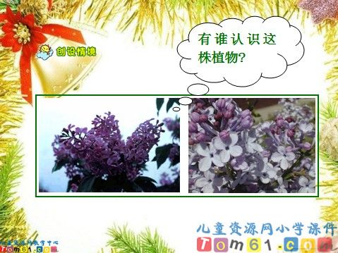 一株紫丁香课件8