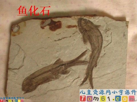 活化石课件4