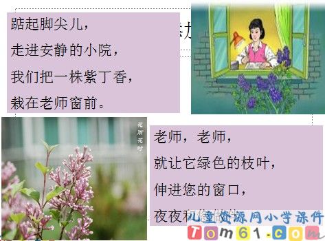 一株紫丁香课件22