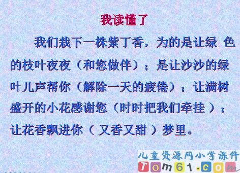 一株紫丁香课件16