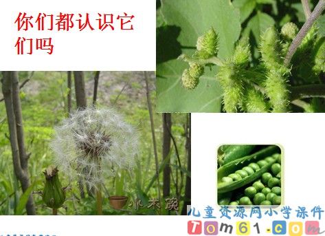 植物妈妈有办法课件8