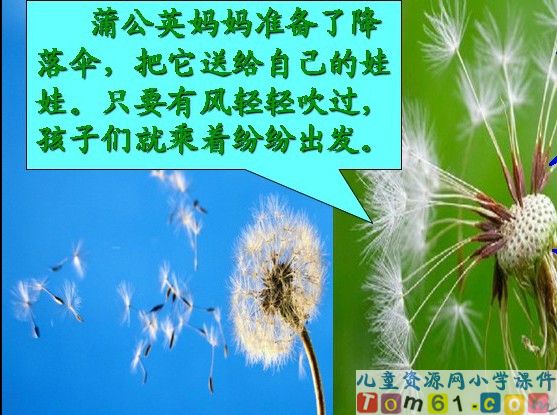 植物妈妈有办法课件18