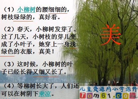 小柳树和小枣树课件24