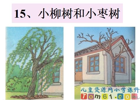小柳树和小枣树课件10