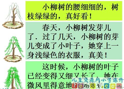 小柳树和小枣树课件13