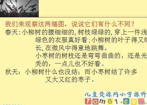 小柳树和小枣树课件18