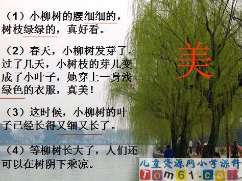 小柳树和小枣树课件27