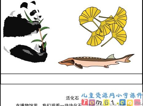 活化石课件11
