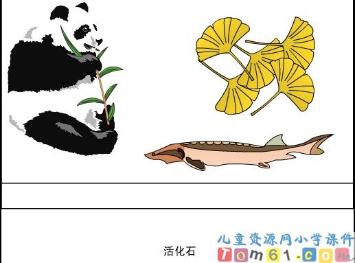 活化石课件18