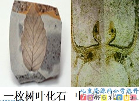 活化石课件9