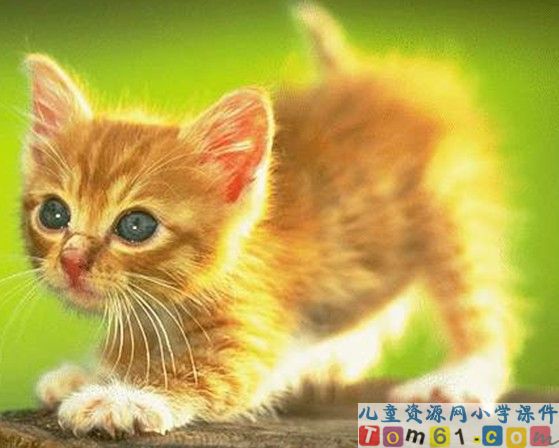 卡罗尔和她的小猫课件1