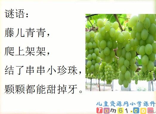 葡萄沟课件28