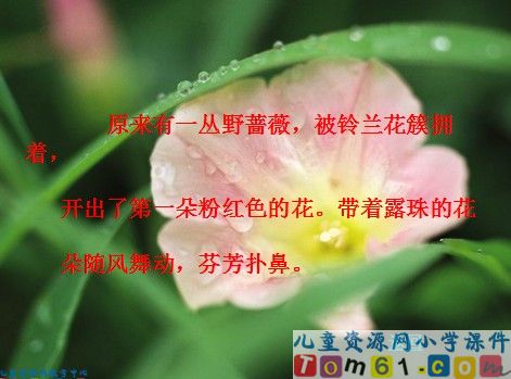 我不是最弱小的课件9