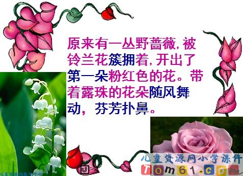我不是最弱小的课件11