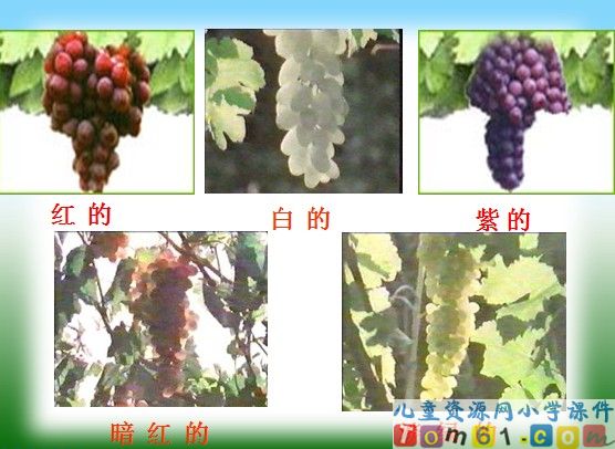 葡萄沟课件12
