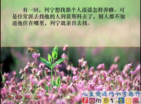 蜜蜂引路课件17