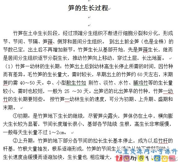 笋芽儿