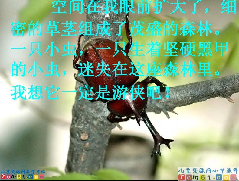 草虫的村落