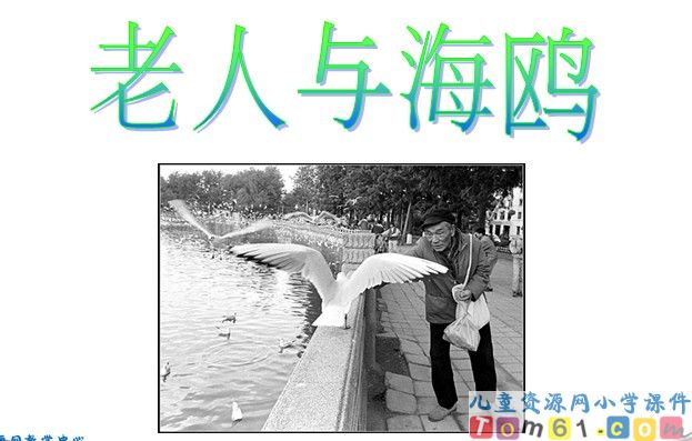 老人与海鸥