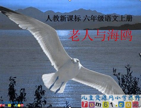 老人与海鸥
