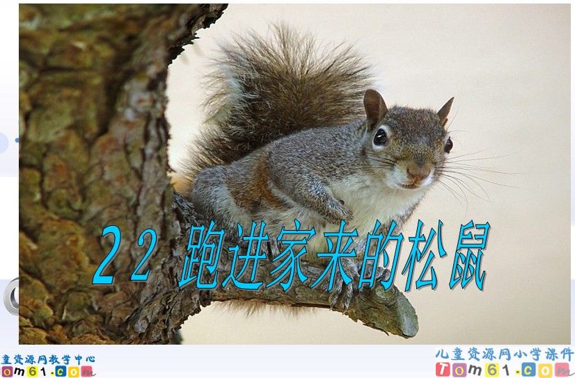 跑进家来的松鼠