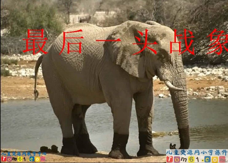 最后一头战象