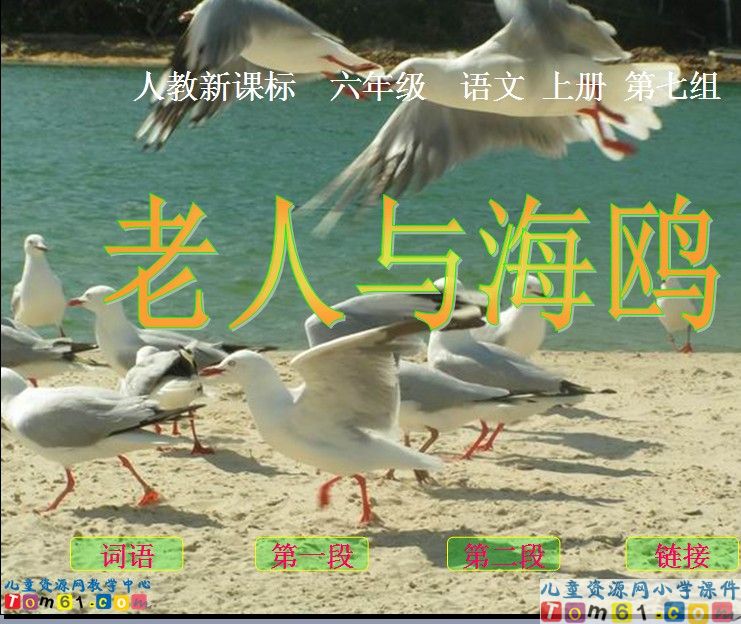 老人与海鸥