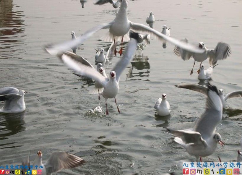 老人与海鸥