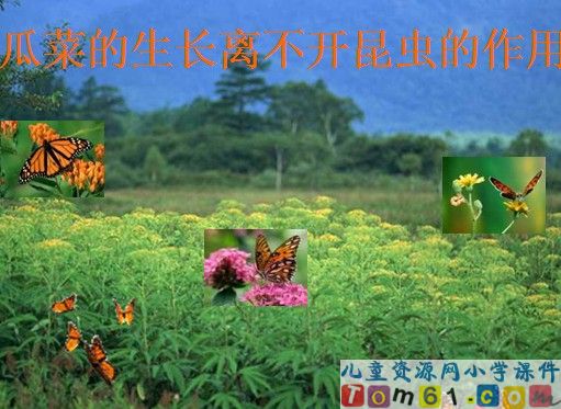 彩色的翅膀课件7