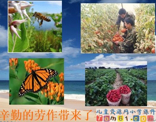 彩色的翅膀课件8