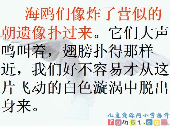 老人与海鸥课件15