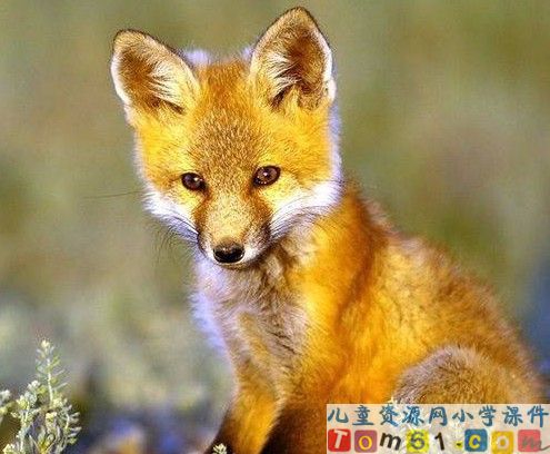 金色的脚印课件12