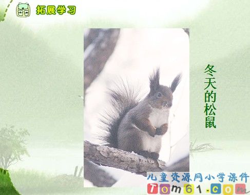 跑进家来的松鼠课件11