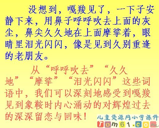 最后一头战象课件14