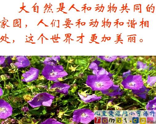 金色的脚印课件11
